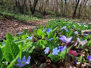 In Canto Alto (1146 m) da Ripa-Zogno ad anello fiorito il 10 aprile 2025 - FOTOGALLERY